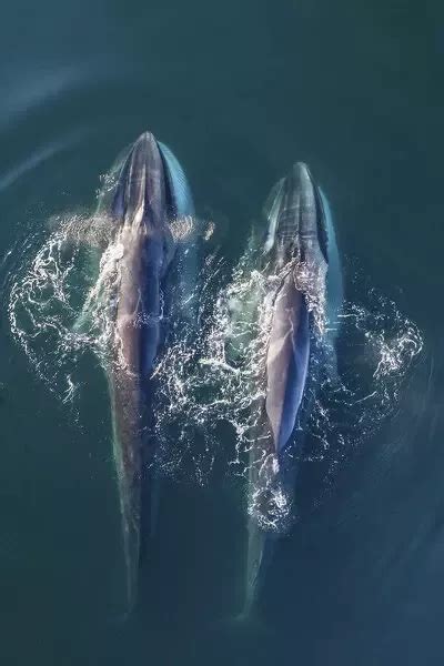 An A1 poster sized print, approx 23c33 inches (594x841 mm). Fin whale (Balaenoptera physalus ...