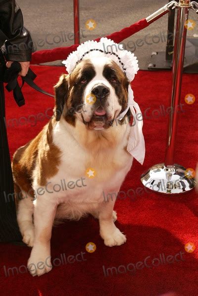 Photos and Pictures - Nana The Dog at the premiere of Universal's "Peter Pan" at the Chinese ...