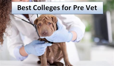 Best Pre Vet Schools In Ohio – CollegeLearners.com