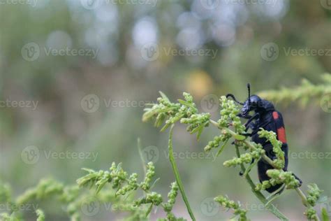 Blister beetle photos from different angles 29383459 Stock Photo at ...