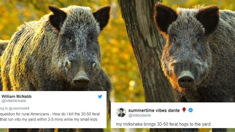 Feral hogs: Bizarre tweet goes viral after US mass shootings | indy100 | indy100