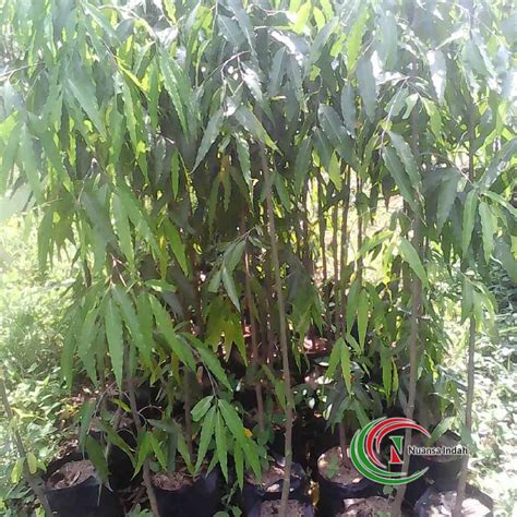 jual pohon glodokan tiang - harga pohon glodokan tiang 2 meter