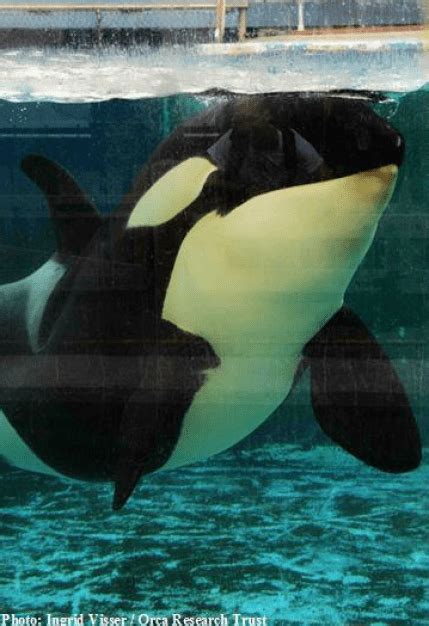 Morgan the Orca Trapped in Loro Parque is Pregnant – Here's Why That is Terrible News - One ...