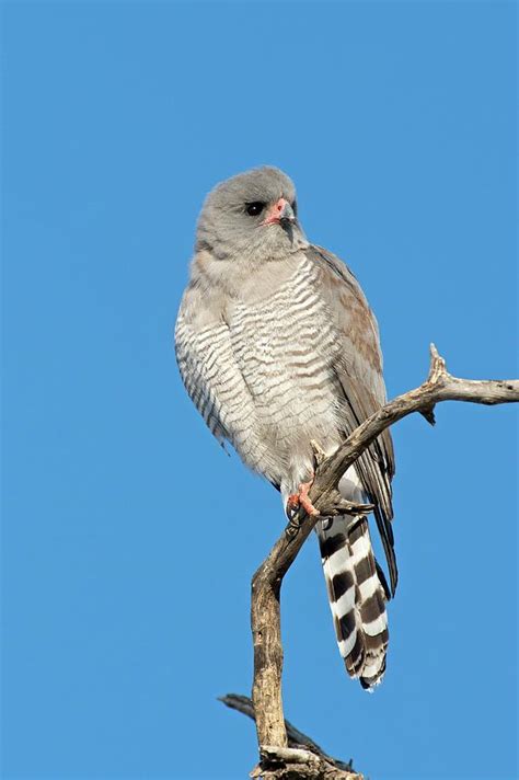 Gabar Goshawk Photograph by Tony Camacho - Pixels