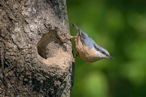 Nuthatch: call, song & babies - Plantura