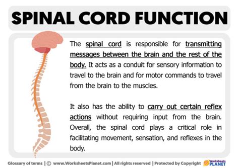 Function of the Spinal Cord