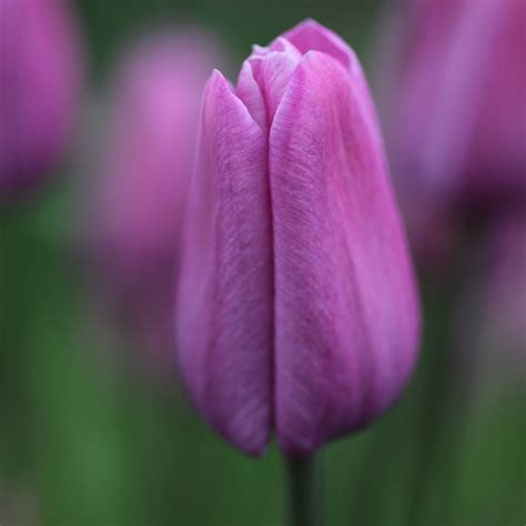 Buy single late tulip bulbs Tulipa Violet Beauty: £4.99 Delivery by Crocus