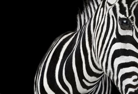 Zebre, scimpanzé, leoni in posa dal fotografo | Animali selvatici, Ritratti animali domestici e ...