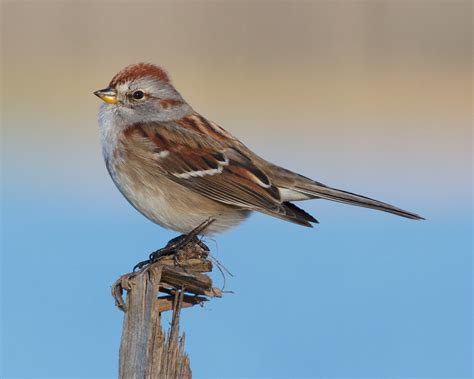 SPARROW WORKSHOP with LOUIS BEVIER | York County Audubon