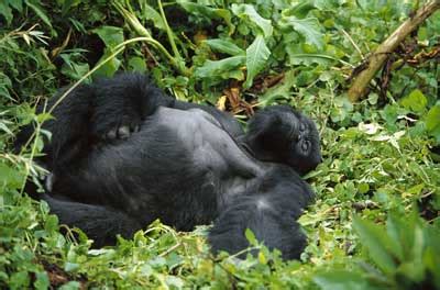 ALL ABOUT GORILLAS |The Garden of Eaden