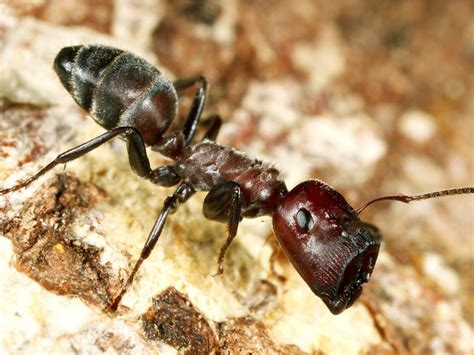 Newly discovered exploding ant sacrifices itself for the colony - Nexus Newsfeed