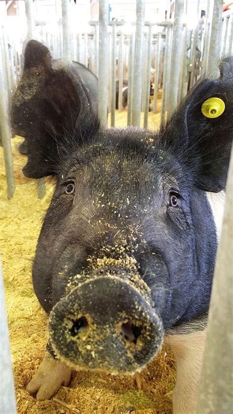 Quick look at livestock exhibit (pigs) at Clay County Fair