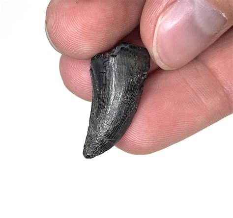 My Tylosaurus tooth - Fossil ID - The Fossil Forum