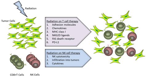 IJMS | Free Full-Text | The Effect of Radiation on the Immune Response to Cancers