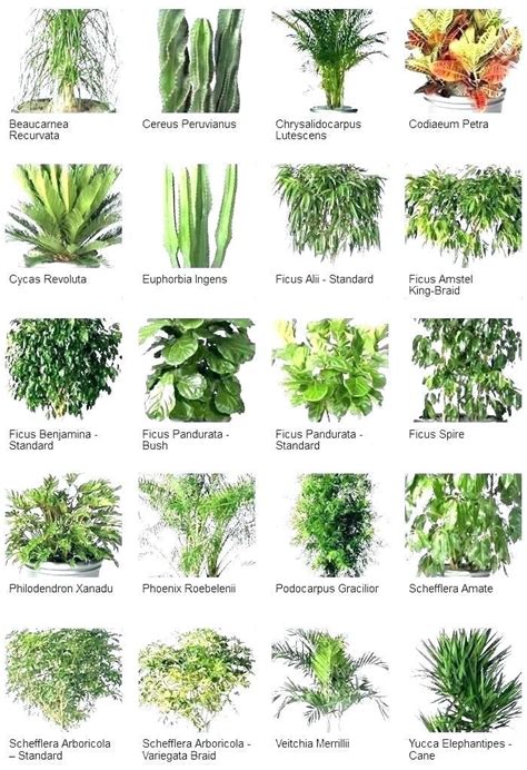 Kinds Of Plants Pictures And Names - Garden Plant