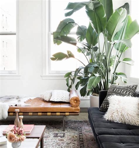 12 Best Indoor Trees - Large Floor Plants for a Bold Statement | Apartment Therapy