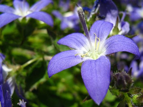 Campanula poscharskyana – PlantRight