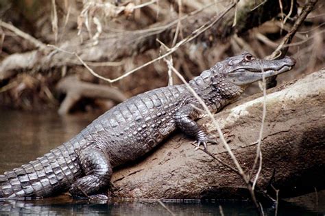 Caiman Facts-Info and New Photos | The Wildlife