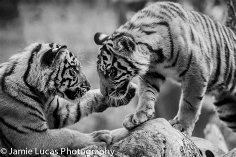 Sumatran Tiger cubs - ZooChat