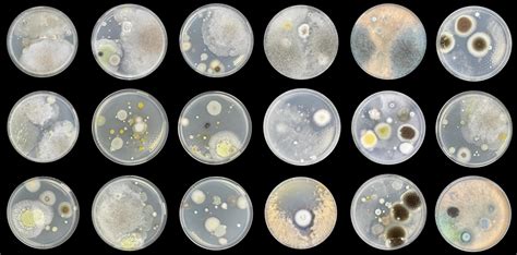 Bacteria on agar plate isolated from air 2671811 Stock Photo at Vecteezy