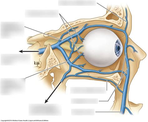 Orbital Veins 1 Diagram | Quizlet