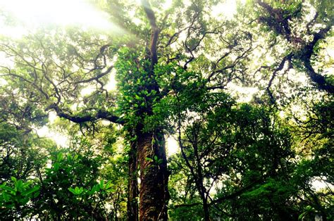 The Sacred Groves of Meghalaya – NEVER SETTLE. – Medium