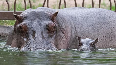 Featured Animals - Nile Hippopotamus - CMZoo