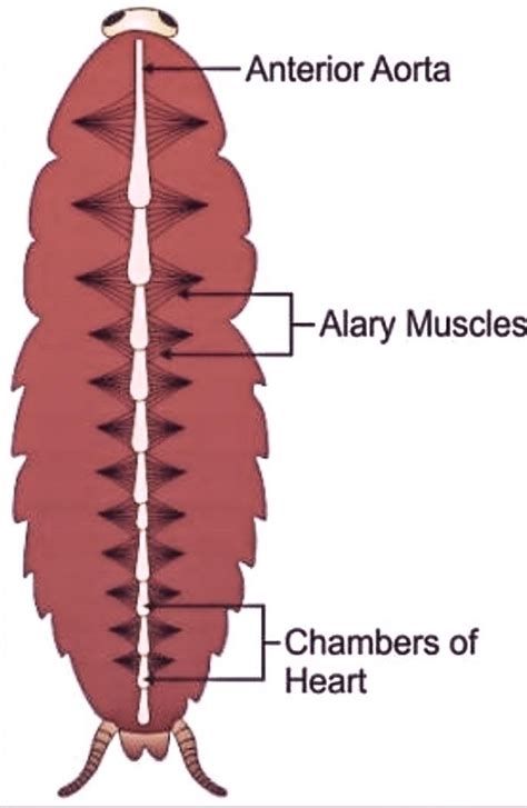 Cockroach Diagram