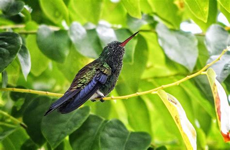 Caribbean Wilderness Trinidad & Tobago wildlife holiday | Latin America trip idea | Wildlife ...