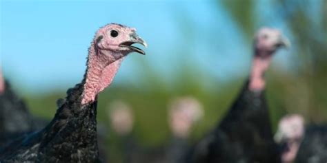 Do Turkeys Have Teeth? | Farming Base