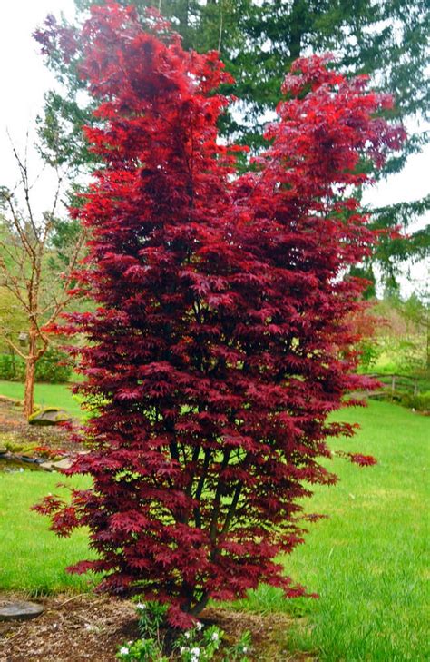 Acer palmatum 'Twombly's Red Sentinel' - Columnular Japanese Maple for sale | Acer palmatum ...