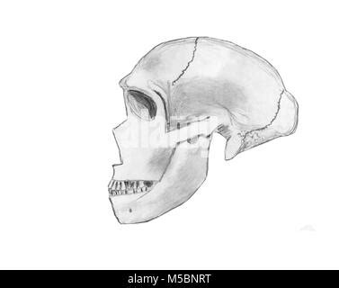 Pencil sketch of a Neanderthal (homo Neanderthalis) skull, with ...