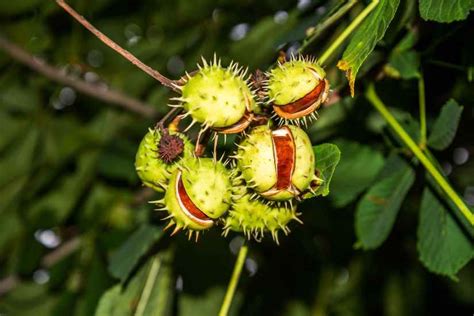 The Ultimate Guide to Buckeye Tree Plants