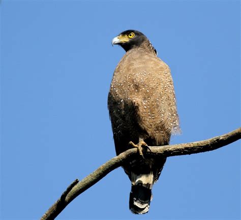 Crested Serpent Eagle – Flyways Birding