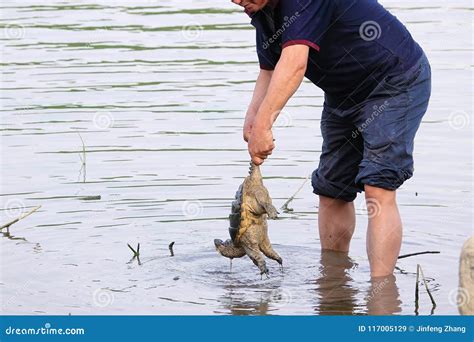 Catch the tortoise stock image. Image of water, reptiles - 117005129