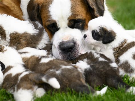 Le Saint-Bernard, chien de sauvetage devenu chien social - RFJ votre radio régionale