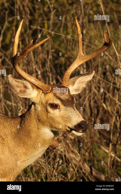 Point mule deer black tailed deer hi-res stock photography and images - Alamy