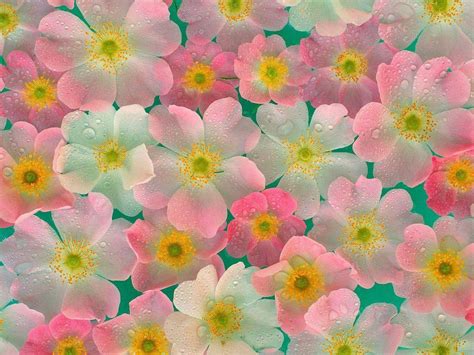 Calming Flower Wallpapers - Top Free Calming Flower Backgrounds - WallpaperAccess