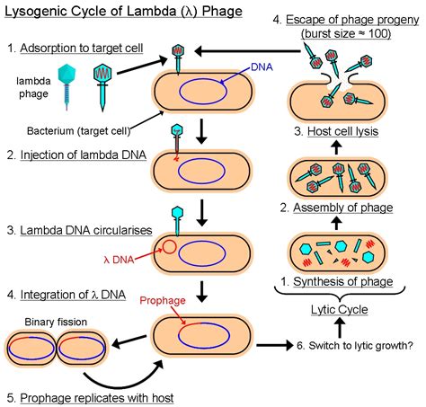 More Bacteriophages