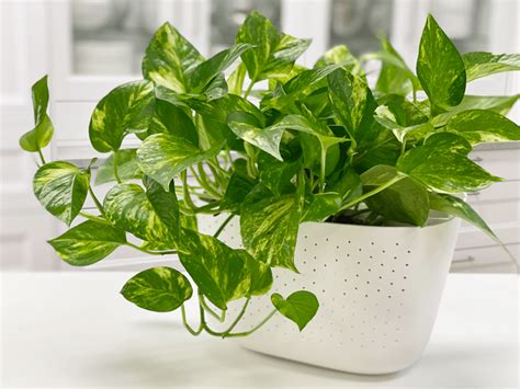 Pothos | Golden Pothos Plant | Care Difficulty - Easy | AmieSue.com