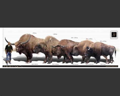 Bison latifrons (Giant North American Bison) | Prehistoric animals ...