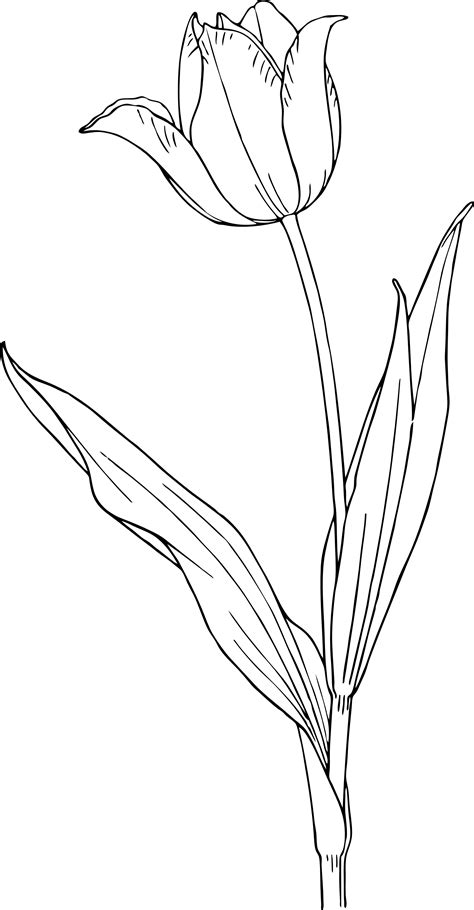 Tulip Drawing Step By Step at GetDrawings | Free download