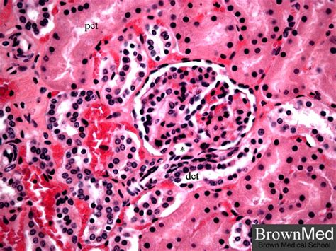 Juxtaglomerular Apparatus Histology