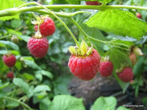 Harvesting Raspberries and what that hole in the middle is... | Grow Your Own Veg Blog ...