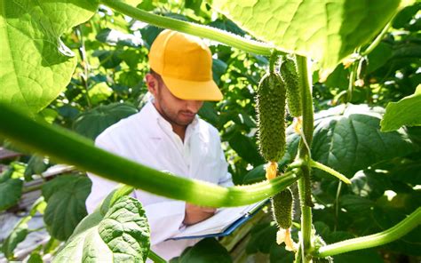 cucumber varieties Artigos - Wikifarmer