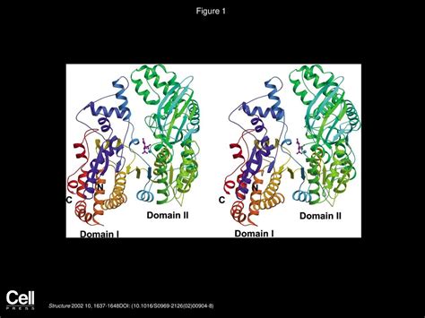 Isocitrate Dehydrogenase Structure