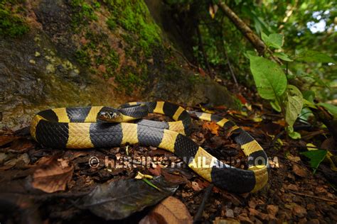 Bungarus fasciatus – Banded Krait – HerpingThailand.com