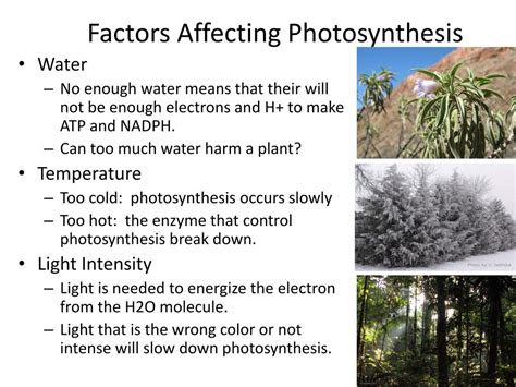 PPT - Photosynthesis PowerPoint Presentation, free download - ID:6808015