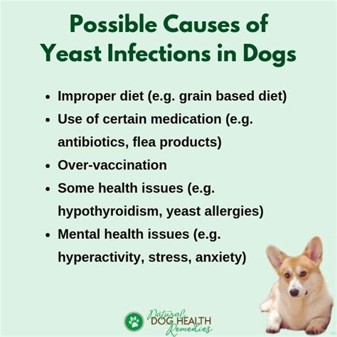 Dog Intestinal Yeast Infection at Christopher Roberts blog