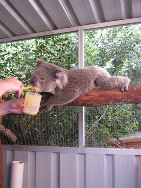 Container donations saving koalas in Port Stephens - Return and Earn